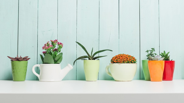 Strategies to Save Large on Indoor and Outdoors Greenery